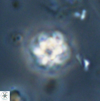 Olladiscoaster bordii 32619