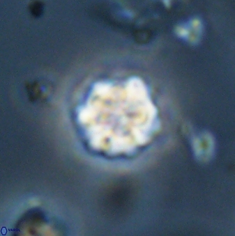 Olladiscoaster bordii 32620
