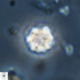 Olladiscoaster bordii 32620