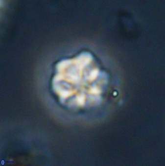 Olladiscoaster bordii 32621