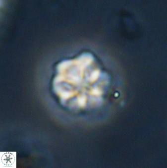 Olladiscoaster bordii 32621