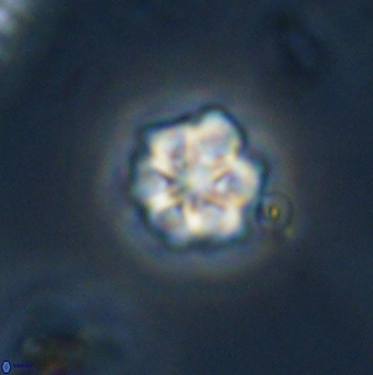 Olladiscoaster bordii 32624
