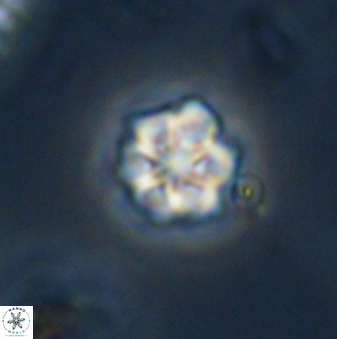 Olladiscoaster bordii 32624
