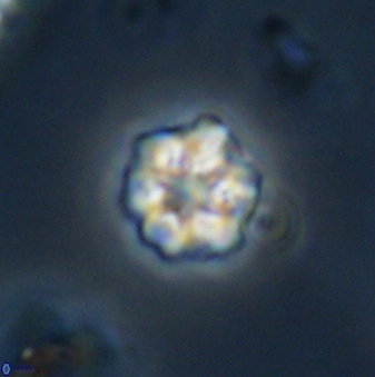 Olladiscoaster bordii 32625