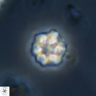 Olladiscoaster bordii 32625