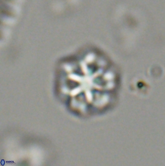 Olladiscoaster bordii 32626