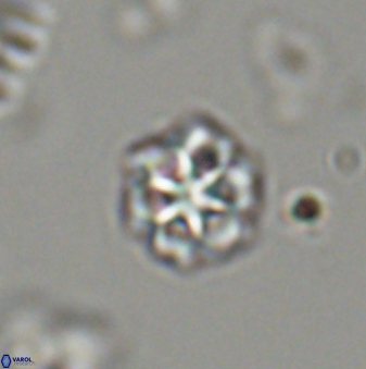 Olladiscoaster bordii 32629
