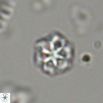 Olladiscoaster bordii 32629