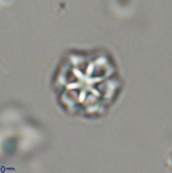 Olladiscoaster bordii 32630