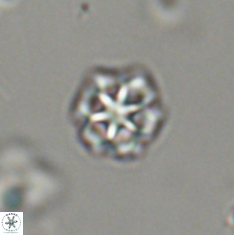 Olladiscoaster bordii 32630