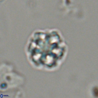 Olladiscoaster bordii 32631