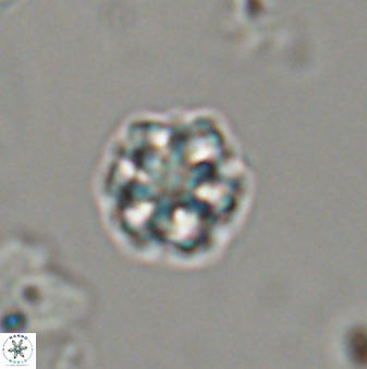 Olladiscoaster bordii 32631