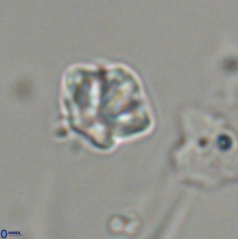 Olladiscoaster bordii 32632