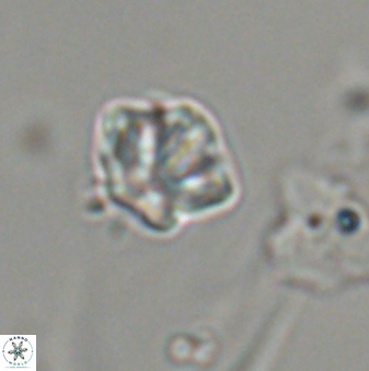 Olladiscoaster bordii 32632