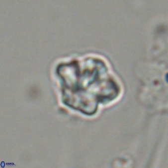 Olladiscoaster bordii 32633