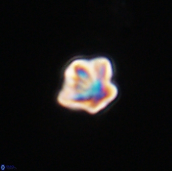 Olladiscoaster bordii 32635