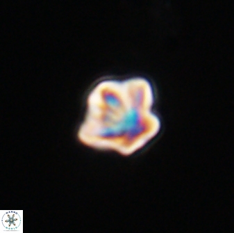 Olladiscoaster bordii 32635
