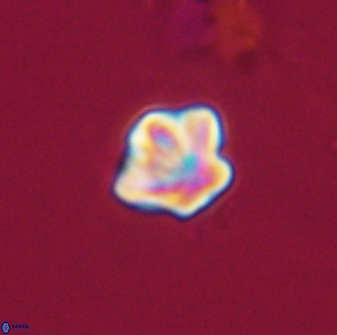 Olladiscoaster bordii 32636