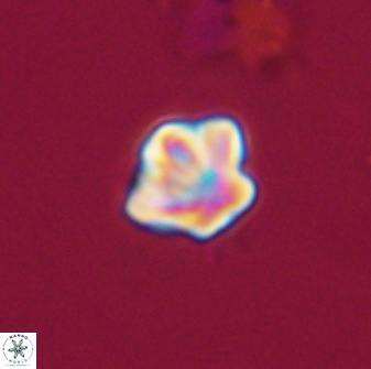 Olladiscoaster bordii 32636