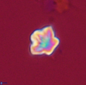 Olladiscoaster bordii 32637