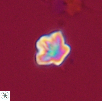 Olladiscoaster bordii 32637