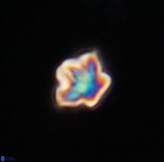 Olladiscoaster bordii 32638