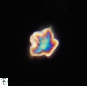 Olladiscoaster bordii 32638
