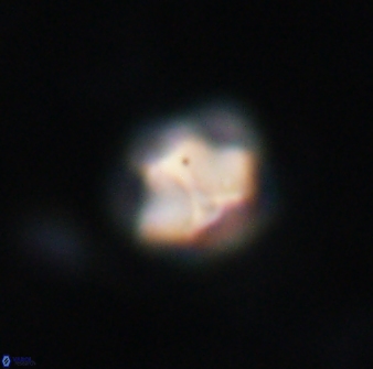 Olladiscoaster catinatus 13480