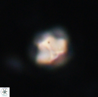 Olladiscoaster catinatus 13480