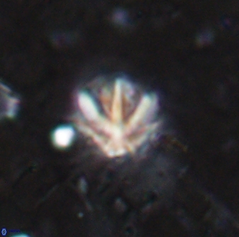 Olladiscoaster catinatus 13481