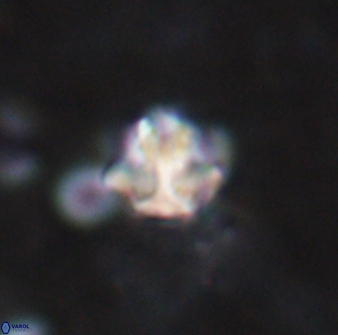 Olladiscoaster catinatus 13484