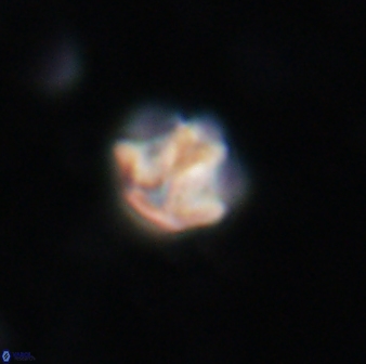 Olladiscoaster catinatus 13485
