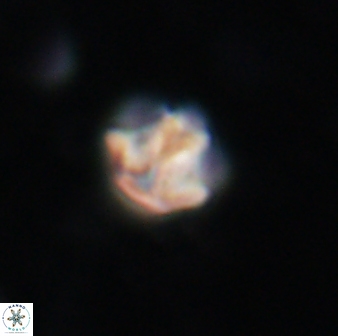 Olladiscoaster catinatus 13485