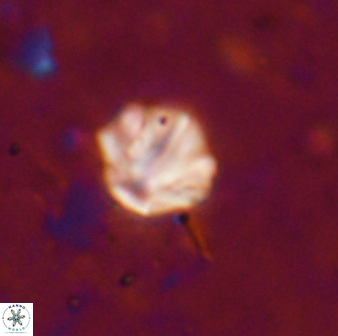 Olladiscoaster catinatus 13487