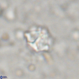 Olladiscoaster catinatus 13490