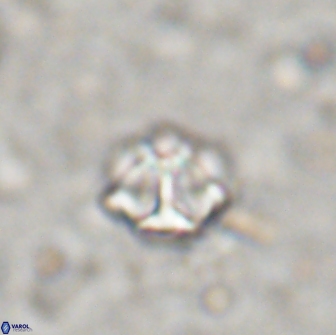 Olladiscoaster catinatus 13491