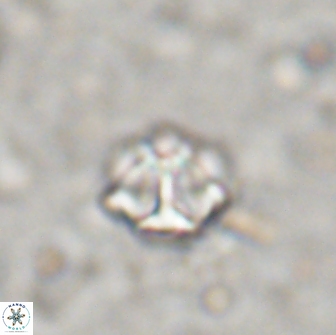 Olladiscoaster catinatus 13491