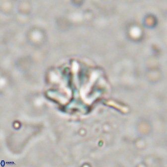 Olladiscoaster catinatus 13492