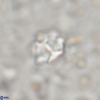Olladiscoaster catinatus 13493