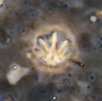 Olladiscoaster catinatus 13495