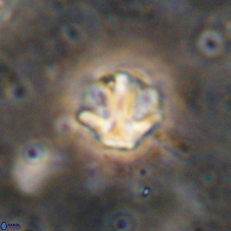 Olladiscoaster catinatus 13496