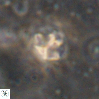 Olladiscoaster catinatus 13498