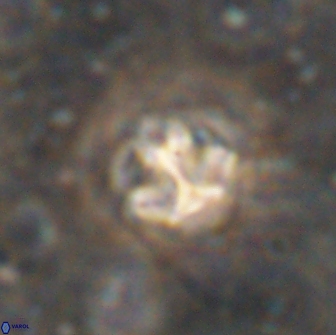 Olladiscoaster catinatus 13502