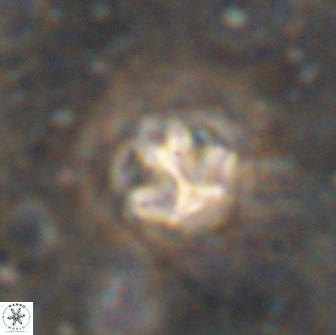 Olladiscoaster catinatus 13502