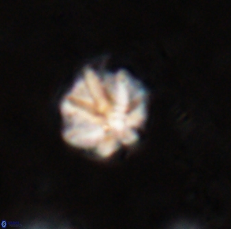 Olladiscoaster catinatus 29624