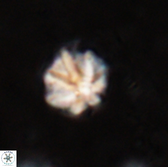 Olladiscoaster catinatus 29624