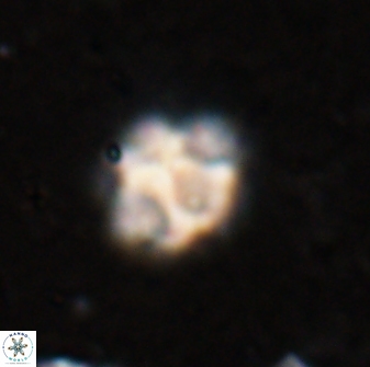 Olladiscoaster catinatus 29625