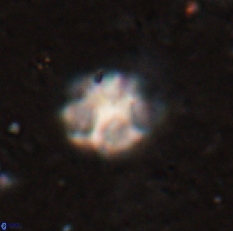 Olladiscoaster catinatus 29628