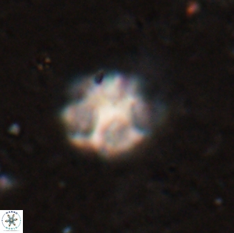 Olladiscoaster catinatus 29628