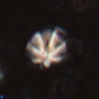 Olladiscoaster catinatus 29629